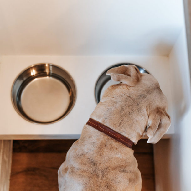 how to build floating dog bowls