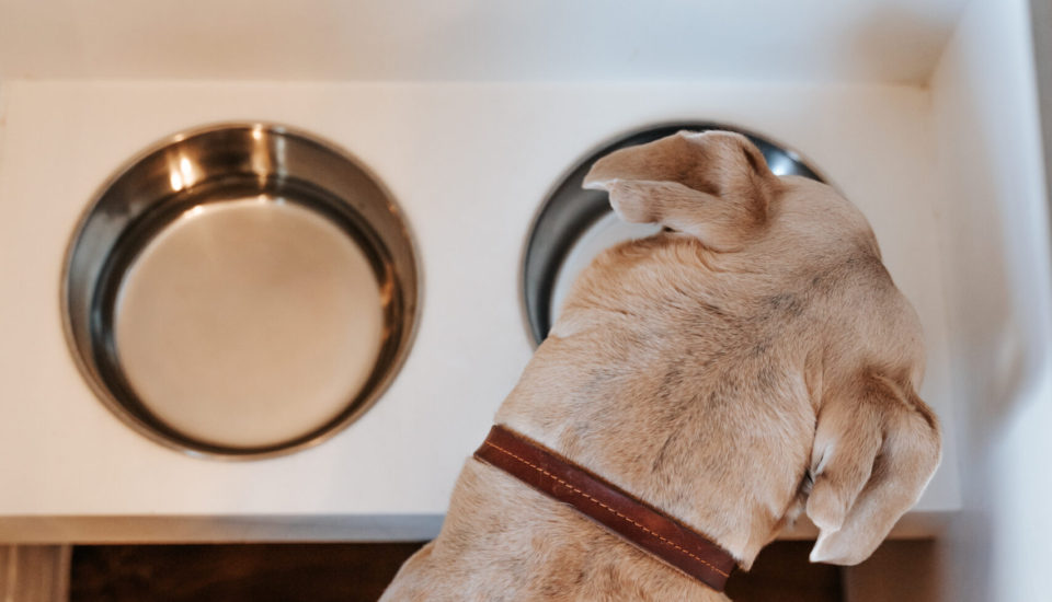 how to build floating dog bowls