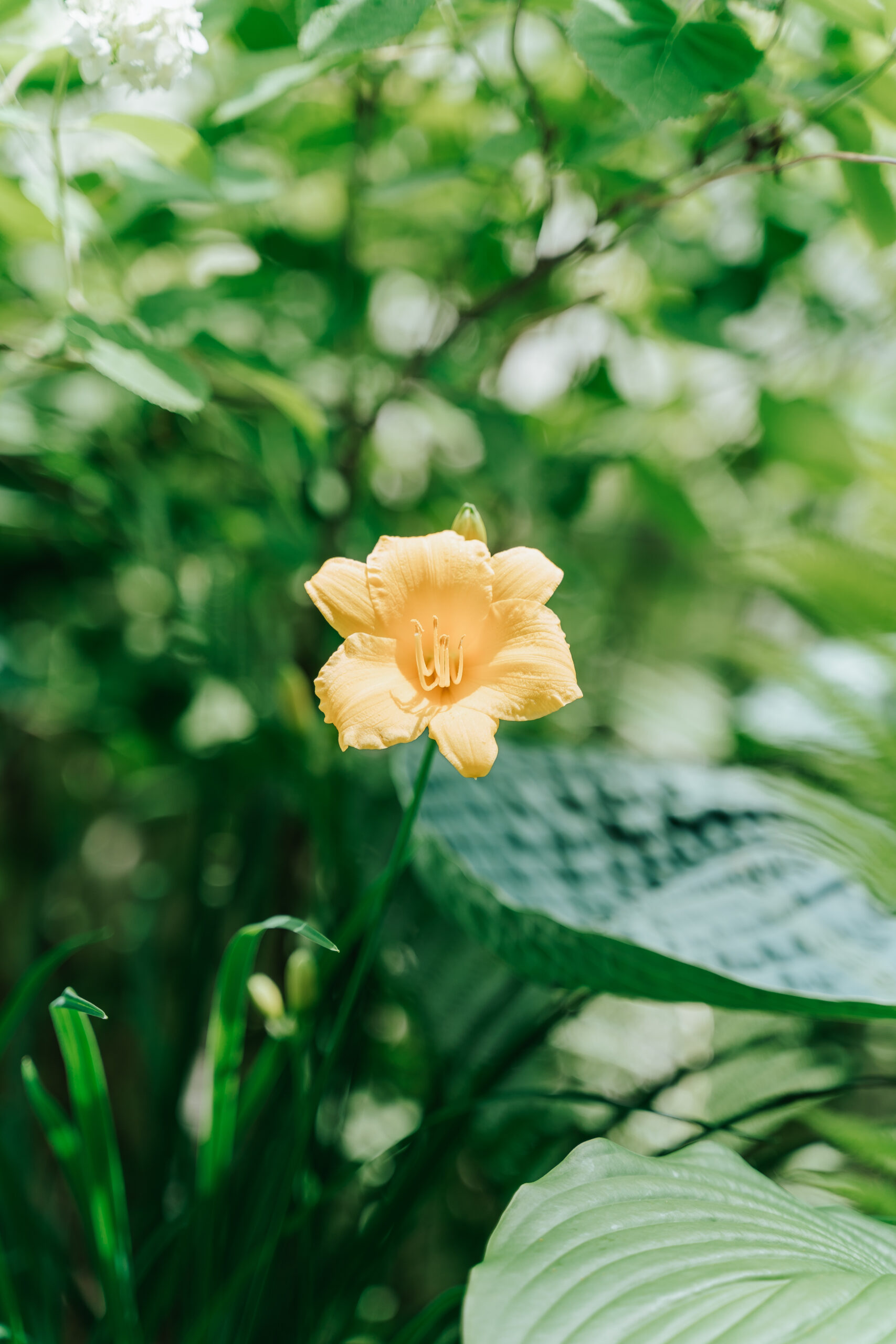 HOW TO CREATE LOW-MAINTENANCE LANDSCAPING FOR YOUR FRONT YARD image 3