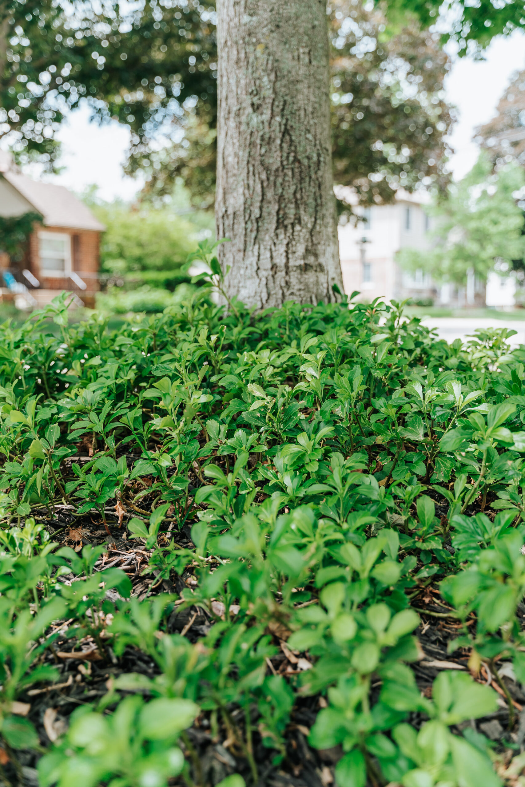 HOW TO CREATE LOW-MAINTENANCE LANDSCAPING FOR YOUR FRONT YARD image 10