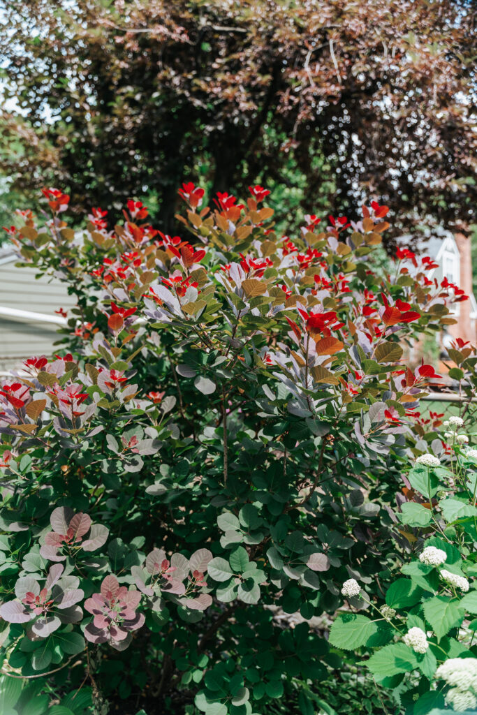 HOW TO CREATE LOW-MAINTENANCE LANDSCAPING FOR YOUR FRONT YARD image 14