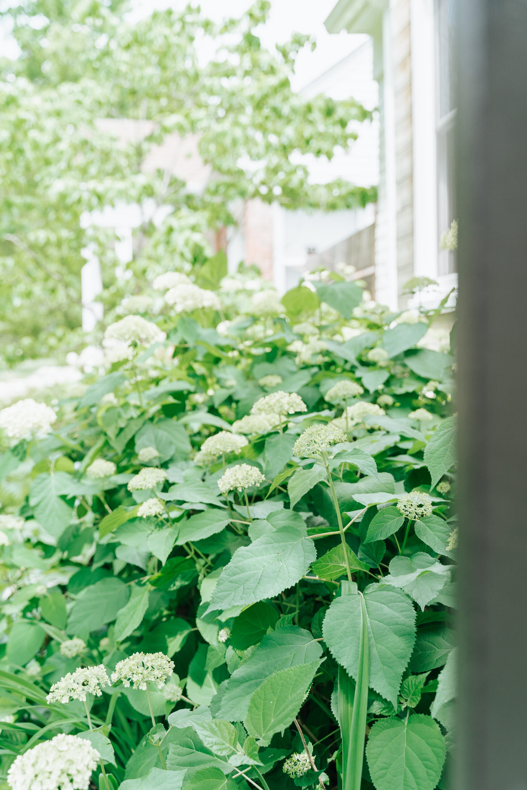 HOW TO CREATE LOW-MAINTENANCE LANDSCAPING FOR YOUR FRONT YARD image 7